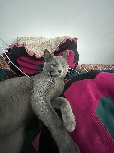 продается кошка: Кошка даром: Беспородная, 1 год, Мальчик, Приучена к лотку — 2