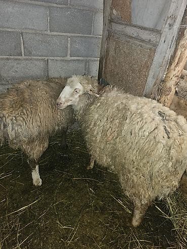 Аквариумдар: Сатам | Ургаачы кой (ургаачы) | Көбөйтүү үчүн | Ургаачы — 3