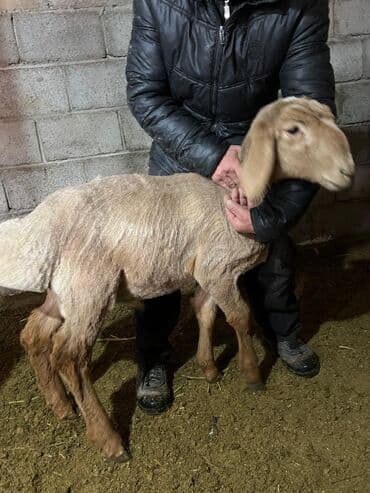 кекилик бишкек: Сатам | Ургаачы кой (ургаачы) | Көбөйтүү үчүн | Асыл тукумдуу — 6