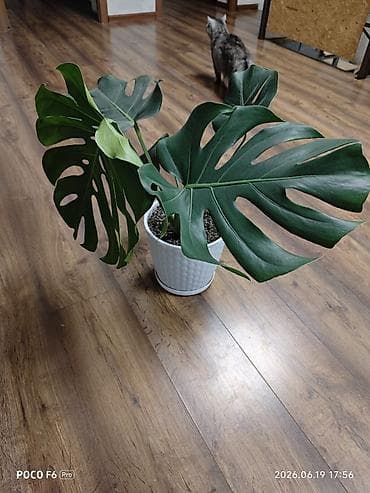 Монстера делициоза (Monstera deliciosa) в горшке высота примерно