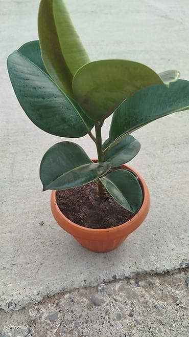 цветочный горшок: Комнатные растения в горшках - Фикус эластика (каучуконосный) — два — 9