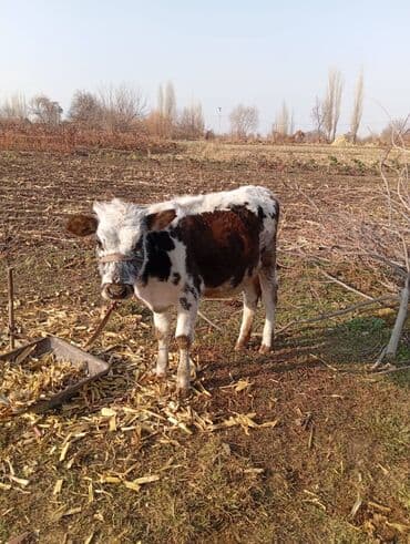 Собаки: Продаю | Тёлка | На откорм | Привязанные — 1