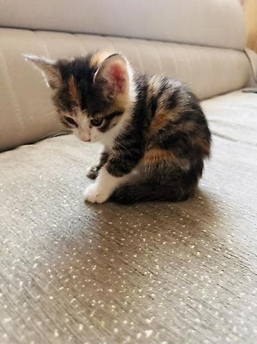 кошка в бишкеке: Котёнок трёхцветный (черепаховый окрас) с белыми «носочками» и — 3