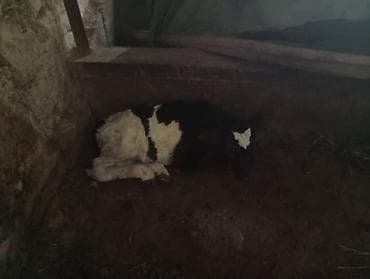 самый лучший сильный умный собака: Продаю | Корова (самка) | Для молока | После отела — 4