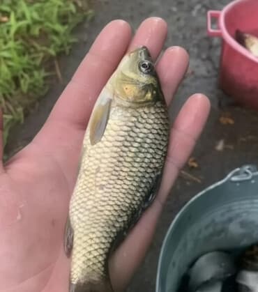 Для зарыбленмя прудов.Малек карпа! грамаж от 45 до 1200рамм! без