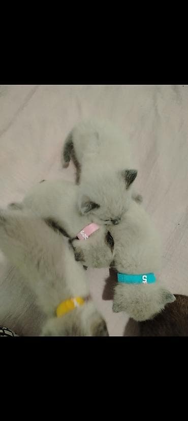 кошка отдам даром: Кошка даром: Сиамская, Мальчик, Проглистована — 3