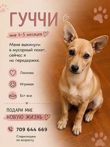 cat sofa: Собака даром: 4 месяца, Самка — 1