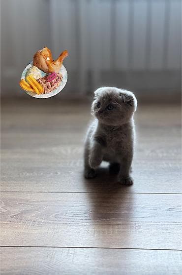 купить вислоухого котенка: Скотиш Фолд (Шотландская вислоухая), 2 месяца, Девочка, Голубой, Приучена к лотку, Проглистована — 1