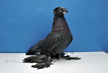 белый голубь: Куплю таких голубки нужны — 1