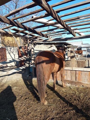 ит кыргыз добот: Сатам | Бээ (ургаачы) | Аргын | Көбөйтүү үчүн | Асыл тукумдуу — 7