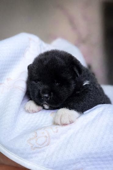 1 месяц, Самка, С родословной, С прививкой