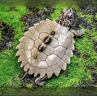 Үй жаныбарлары: Миниатюрная водная черепашка (молодняк) в прозрачном пластиковом — 1