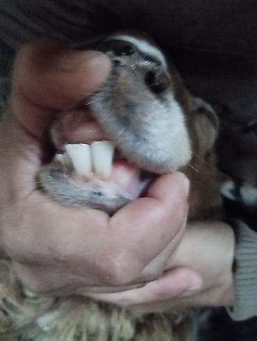 Другие животные: Продаю | Овца (самка), Ягненок — 5