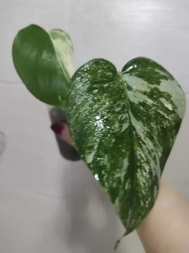 семена адениума купить: Көчөттөр гүлдүн: Флокстор — 25