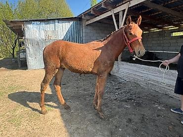 Продаю | Жеребенок | Рабочий | Племенные