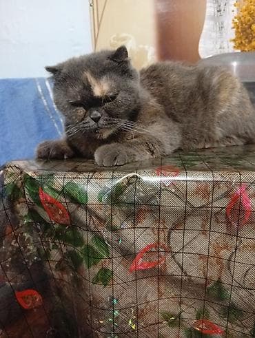 кошка ориентал: Продаю котят шотландские чистокровные проглистованные активные шустрые — 5