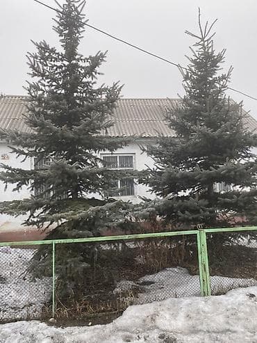 Саженцы деревьев: Ели, Самовывоз