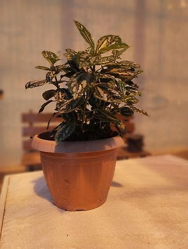 цветущий декабрист: Арбуз. Пилея Кадье (Pilea cadierei), также известная как — 2