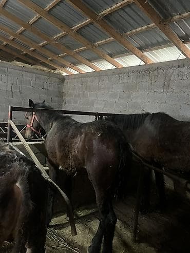 лошадь токмок: Продаю | Кобыла (самка), Жеребенок | Рабочий — 4