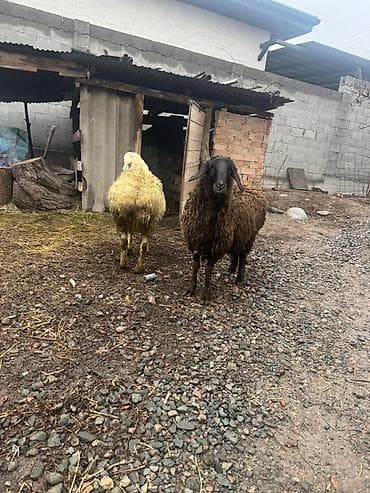 big 6: Продаю | Овца (самка) | Полукровка | Для разведения — 4