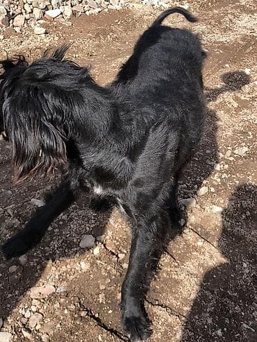 куда отдать собаку бишкек: Собака даром: 9 месяцев, Самка — 4