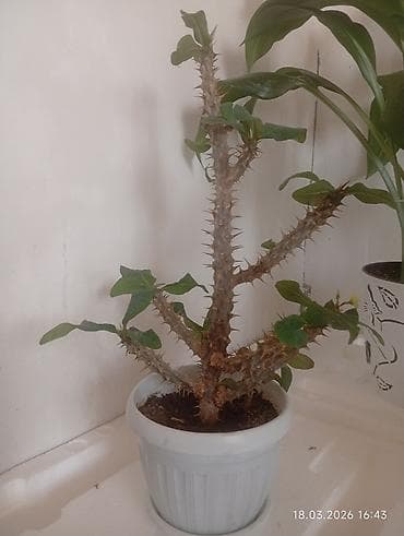 Женское счастье (Спатифиллюм): Распродажа комнатных цветов!!!🪴🌵🌱 — 8