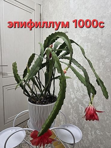аглаонему: Комнатные растения в горшках. 1) Оксалис (фиолетовый триколор) - — 7