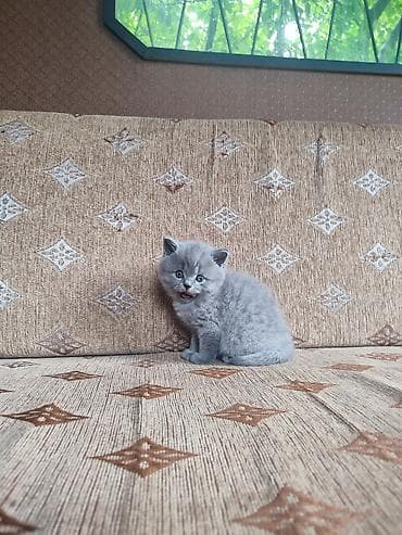 шотландская кошка цена бишкек: Шотландский питомник выставляет на продажу котят лилового и голубого — 4