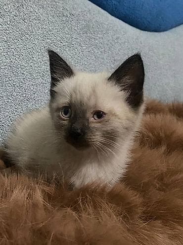 Продажа кошек: Котёнок с редким сиамским окрасом (колор-пойнт) Порода " Тайская" - — 1