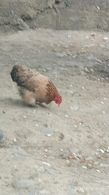 ит атаар: Сатам | Тооктор | Көбөйтүү үчүн — 4