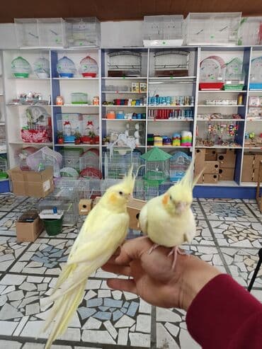 купить инкубационное яйцо в бишкеке: Попугаи кореллы РУНЫЕ! — 2