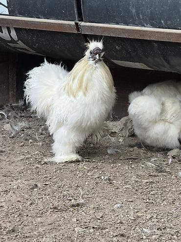 Продаю | Петух, Куры at lalafo.kg Продаю | Петух, Куры