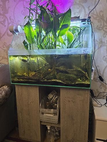 аквариумные растения: Аквариумный комплект с тумбой и оборудованием - Прямоугольный — 1