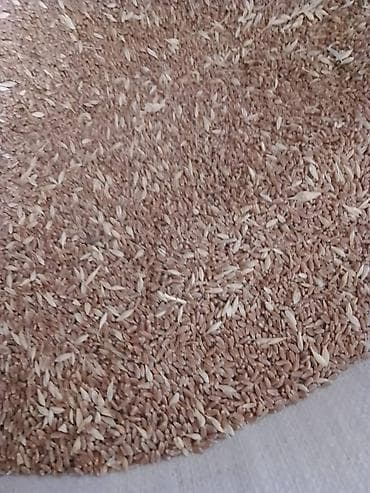 куплю овес: Арпа, буудай сатылат - : овёс (зерно в шелухе). - Назначение: посев — 1