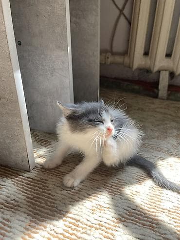 коты мейкун: Котята, домашнее выращивание. - Возраст: 2 месяца. - Окрас: - — 5