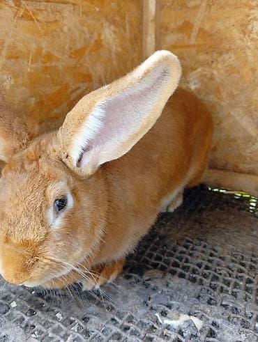 утки с утятами: Продаю | Крольчиха (самка) | Для разведения — 3