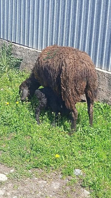 корм для баранов: Продаю | Овца (самка) | Для разведения | Матка — 5