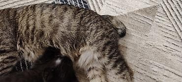 белый котенок: Котята домашние, черного окраса (двое), с маленьким белым галстуком у — 6