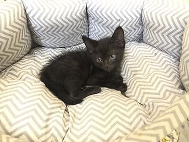 чёрные кошки: Беспородная, 4 месяца, Мальчик, Черный — 2