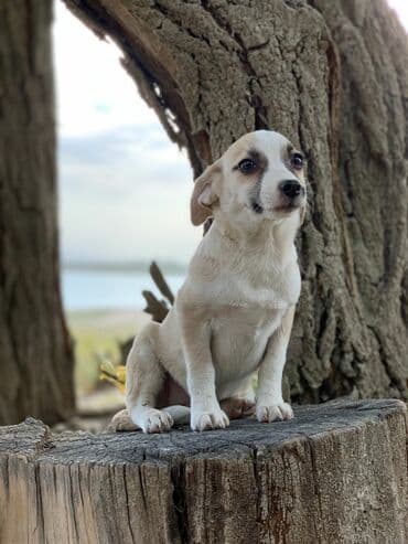 питомники собак бишкек: Отдадим в хорошие руки. Два мальчика и девочка. Прививки поставлены,от — 6
