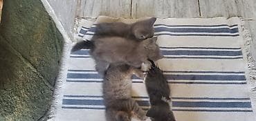 Мышыктар: Котята домашние, помёт из нескольких малышей. - Возраст на фото — 4