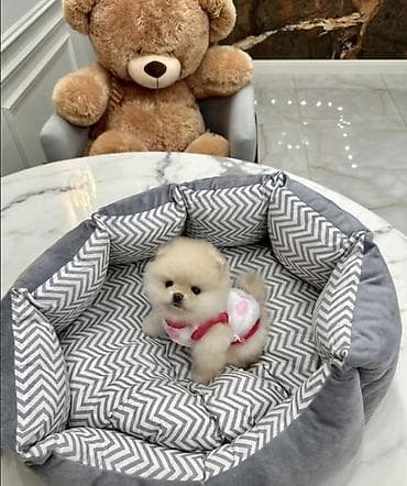 Продажа собак: Шпиц, 1 месяц, Самка, С прививкой, С родословной — 3