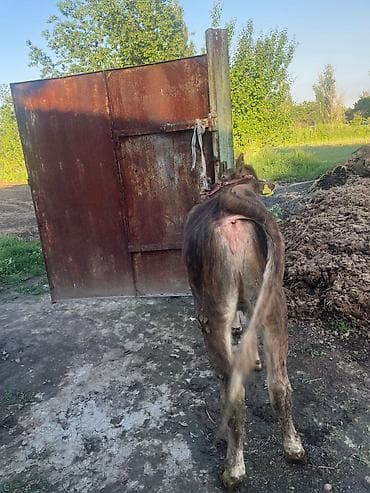 Животные: Продаю | Бык (самец) | На откорм | Привязанные — 4