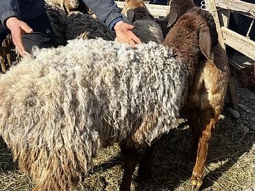 такса собаки: Продаю | Овца (самка) | Арашан — 3