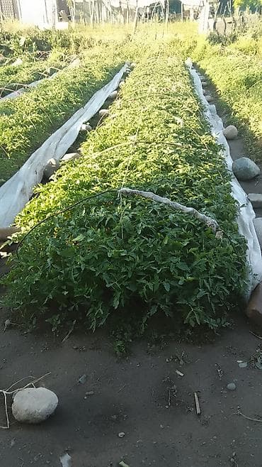 Пияз: Поляга гарантия кочоттор Лида,новичок(сливки),розовый. Перец (голош) — 5
