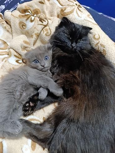 скай терьер: Кошка даром: Беспородная, Мальчик — 5