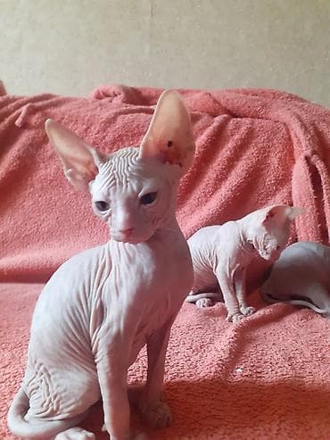 кошки сфинкс цена: Котята канадского сфинкса — 6