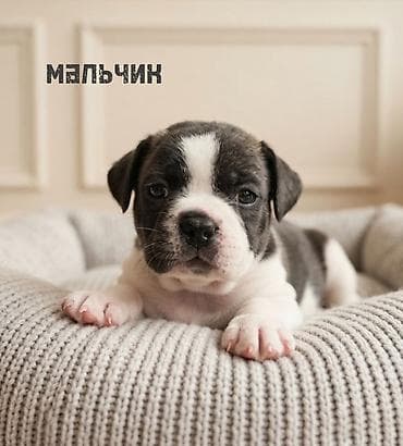 Продажа собак: Бульдог, 1 месяц, Самец — 2