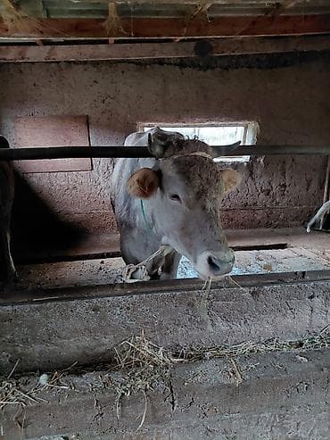 эркек ит ош: Сатам | Кунаажын | Бордоп семиртүү үчүн | Байланган — 2