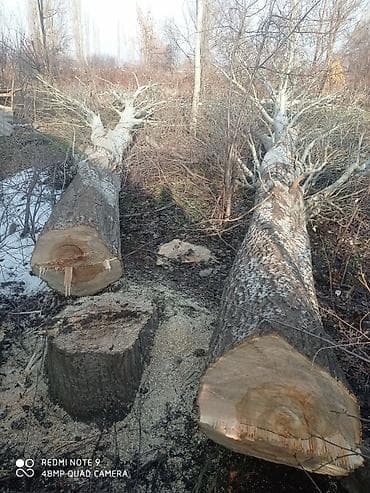 чоп ором: Спилим Дерево заготовим дрова Цена договорная. звонить в любое — 3